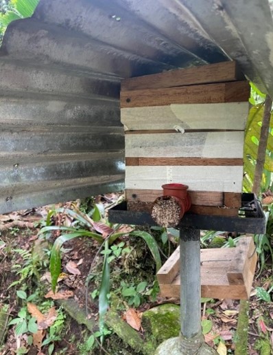 meliponiculture